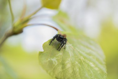 yaprak üzerinde küçük örümcek