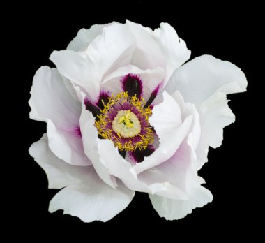 Beyaz Şakayık Çiçeği makro fotoğrafçılık