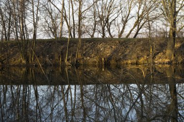 ağaçlar su yansıması