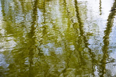 ağaçlar su yansıması