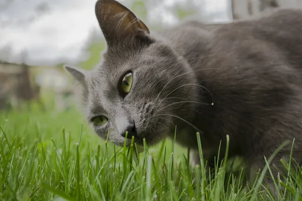 Gato selvagem e grama verde — Fotografia de Stock