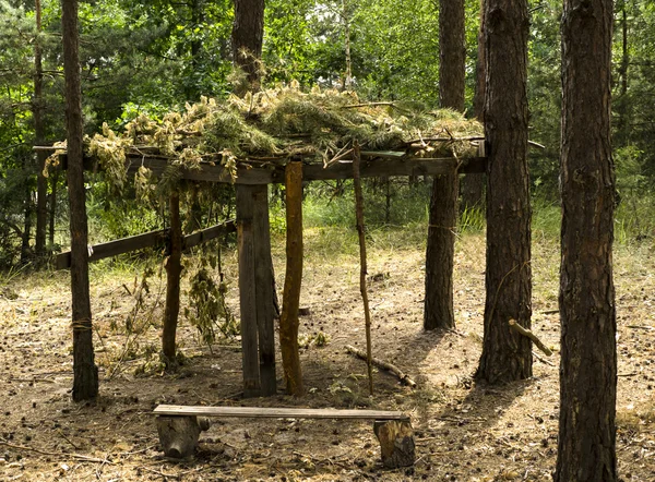 소나무 숲에 위장 나무 식 목 — 스톡 사진