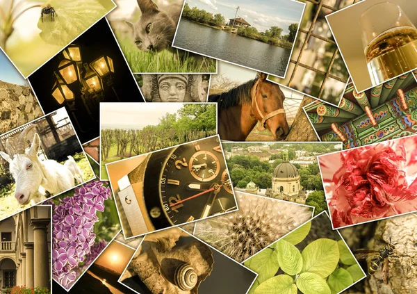 Collage mosaïque avec des photos de différents lieux, paysages, fleurs, insectes, objets et animaux photographiés par moi-même — Photo