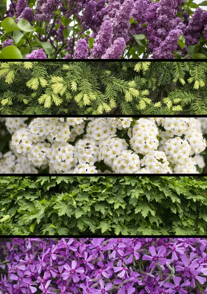ハーブと花の写真背景のコラージュ ミックス — ストック写真