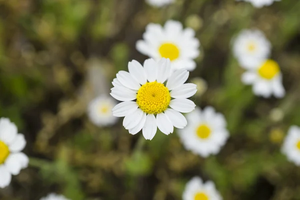 화이트 데이지 (chamomiles) 매크로 — 스톡 사진