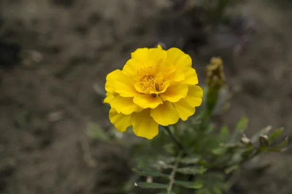 Fleur jaune dans l'herbe macro — Photo