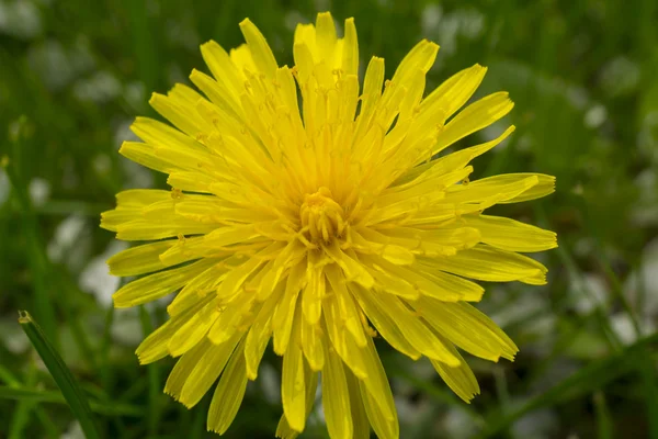 Yellow flower in the grass macro — Stock Photo, Image