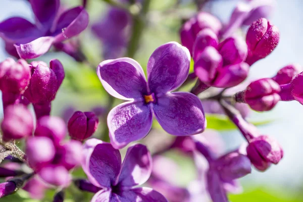 スプリング ローズ ライラック色の花のマクロ撮影を緑の枝 — ストック写真