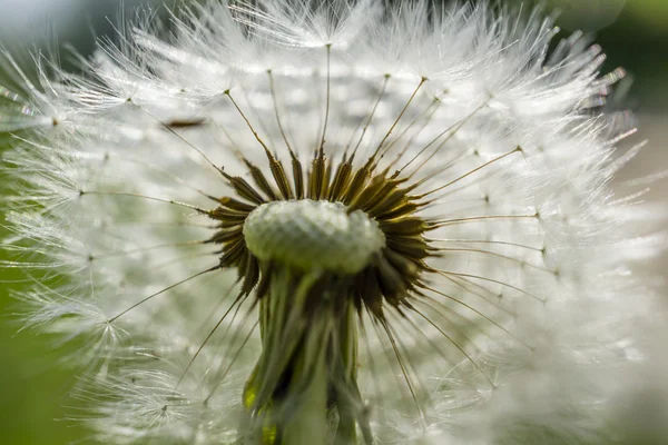 Cuted dandelion macro — Φωτογραφία Αρχείου