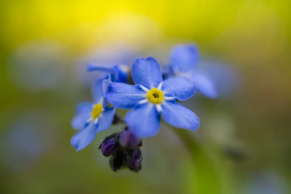 Little blue flower in the garden — ストック写真