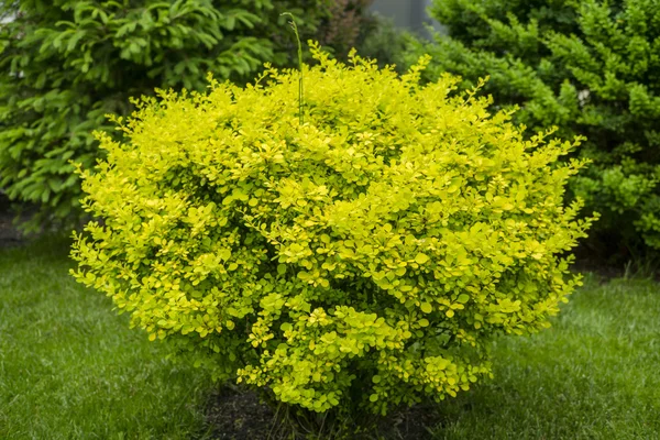 Buisson rond jaune dans le jardin — Photo