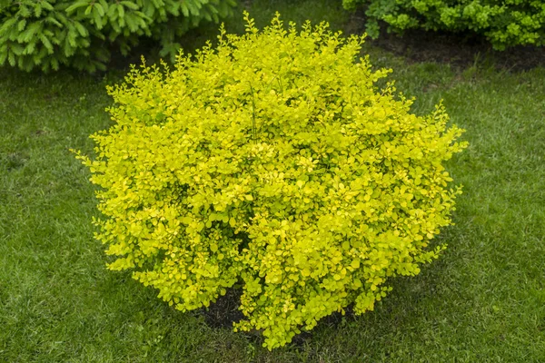 Arbusto amarillo redondo en el jardín — Foto de Stock