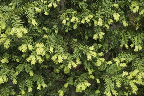 Mladé výhonky borovice strom pozadí textury — Stock fotografie