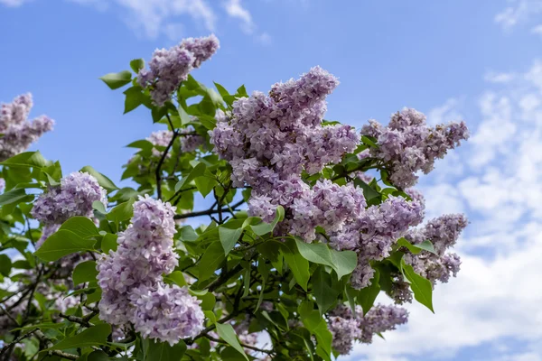 Bouquet de lilas violets sur fond bleu ciel — Photo