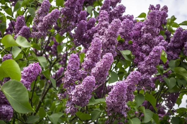 Bouquet de lilas violets sur fond bleu ciel — Photo