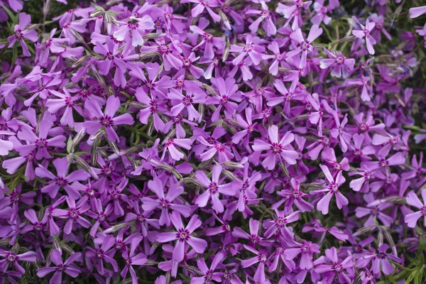 Bush de fleurs violettes fond — Photo