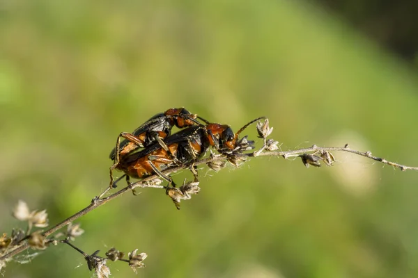 Reproducción de dos escarabajos negros y naranjas en la planta — Foto de Stock