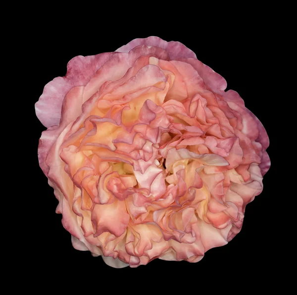 Rose flor isolada no fundo preto — Fotografia de Stock