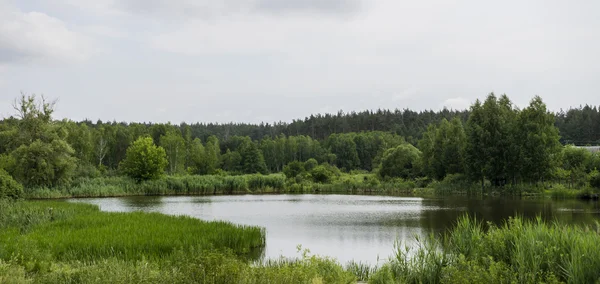 Panorama de lago, floresta, arbustos, grama e céu — Fotografia de Stock