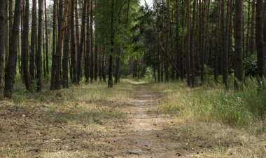 Sokak patika çam ormanı içinde