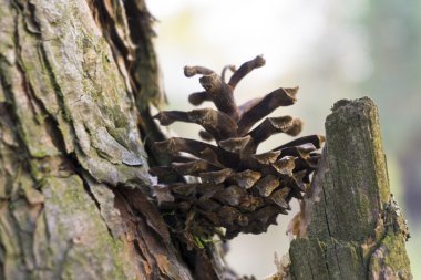 Koni ormandaki güdük üzerinde