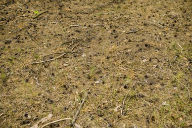 Koni içinde bir çam ormanı geçmiş alanı