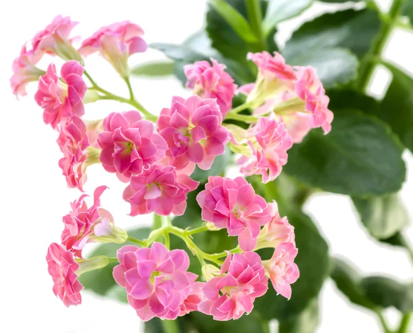 Pink flowers of Kalanchoe plant with green leaves isolated on white — Stock Photo, Image