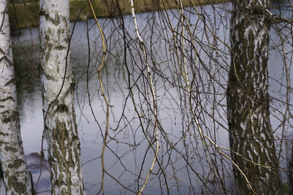 Birch by the lake — Stock Photo, Image