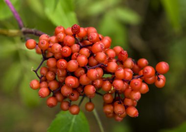 Kırmızı kartopu bush orman arka planda