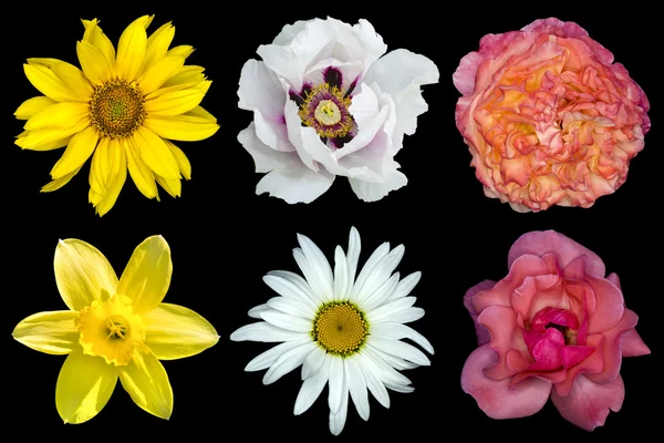 Mezclar collage de flores: peonía blanca, rosas rojas y rosas, girasol decorativo amarillo, flor de margarita blanca, lirios de día aislados en negro — Foto de Stock