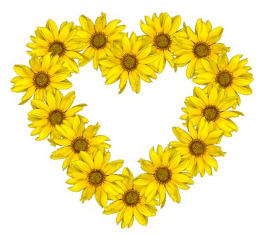 Kalp dekoratif ayçiçeği Helinthus beyaz izole sarı çiçek