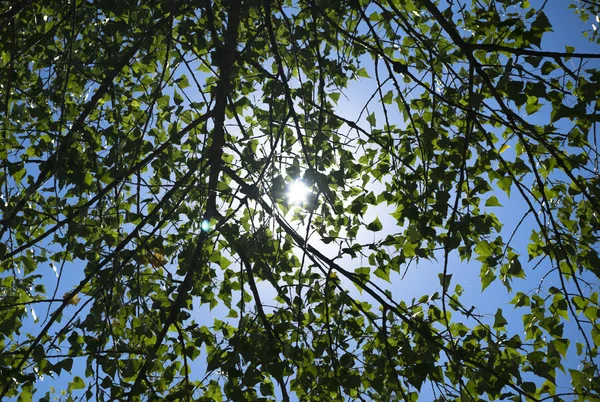 Folhas de árvores em raios de sol fundo — Fotografia de Stock