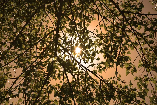 Feuilles d'arbre dans les rayons de soleil fond rouge filtré — Photo