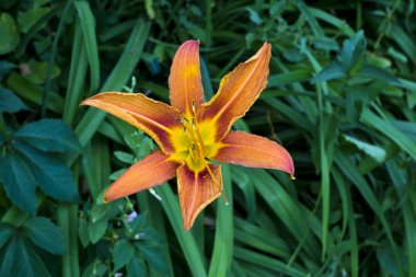 Turuncu ve sarı renkli gün lily yeşil çim zemin üzerine