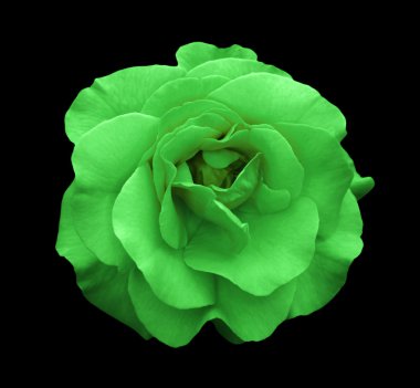 Siyah izole yeşil gül çiçek makro