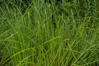 Yeşil çim Bahçe makroda