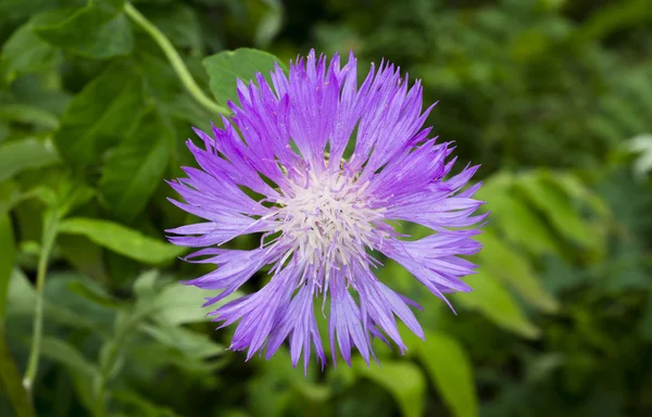 緑の草の背景に紫花ヤグルマギク マクロ — ストック写真