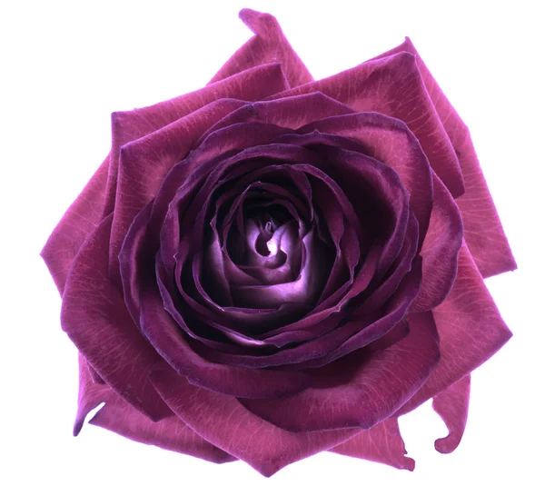 Fialové růže květ makro izolované na bílém — Stock fotografie
