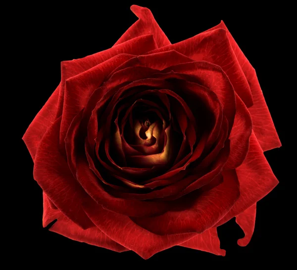 Red rose flower macro isolated on black — Stock Photo, Image