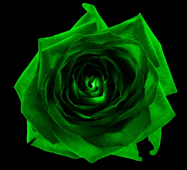 블랙에 고립 된 산 녹색 장미 꽃 매크로 — 스톡 사진