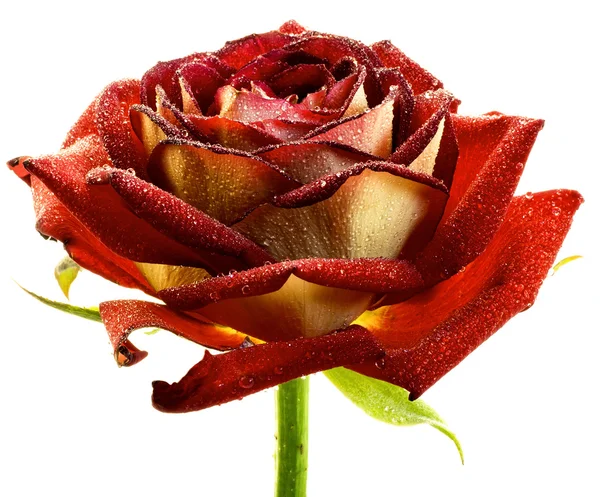 Rosa vermelha molhada macro isolado no branco — Fotografia de Stock