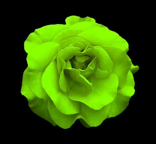 Fleur rose vert acide macro isolé sur noir — Photo