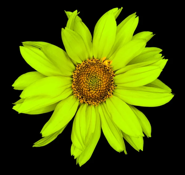 Grüne Blume einer dekorativen Sonnenblume helinthus isoliert auf schwarz — Stockfoto
