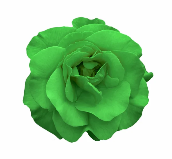 Zielonej róży kwiat makro na białym tle — Zdjęcie stockowe