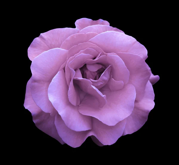 Violeta rosa flor macro isolado em preto — Fotografia de Stock