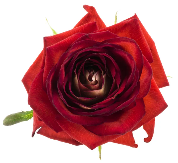 Röd ros blomma makro isolerad på vit — Stockfoto