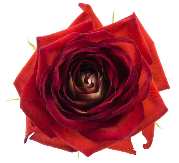 Czerwonej róży kwiat makro na białym tle — Zdjęcie stockowe