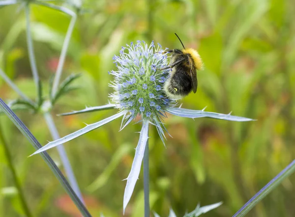 Hummel sammelt Pollen aus Blüte von Stachelkraut-Makro — Stockfoto