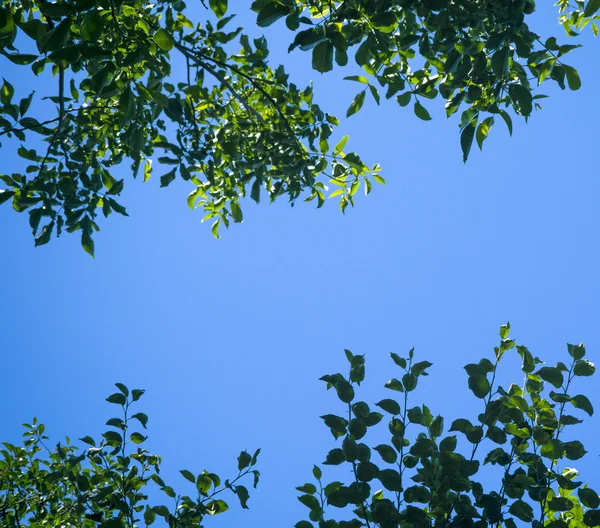 Árvore verde folhas contra fundo céu azul — Fotografia de Stock