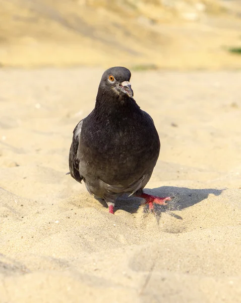 Éhes galamb séta a homokos tengerparton — Stock Fotó